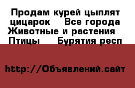 Продам курей цыплят,цицарок. - Все города Животные и растения » Птицы   . Бурятия респ.